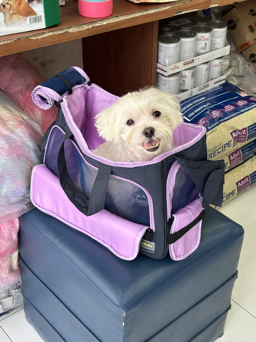 eshsarahmae's tweet photo. pasyal daw siya pero tusok pala sa vet 😂 https://t.co/bE1nmT1DXz
