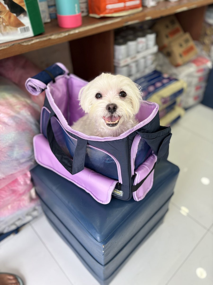 eshsarahmae's tweet photo. pasyal daw siya pero tusok pala sa vet 😂 https://t.co/bE1nmT1DXz