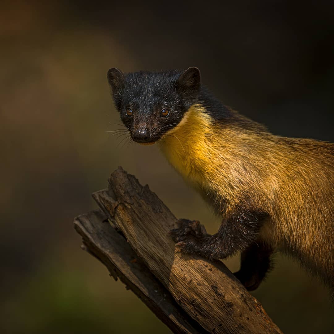 WCSIndia's tweet photo. #Repost • A Yellow-throated marten (Martes flavigula) photographed by Soumabrata Moulick (@ awe_som_)
#YellowThroatedMarten #Marten #SmallCarnivore #WildlifeIndia #WildlifeofIndia #WildlifeConservation #WildlifePhotography #NaturePhotography #WildPhotography #Photography https://t.co/sbYuUj6qI1