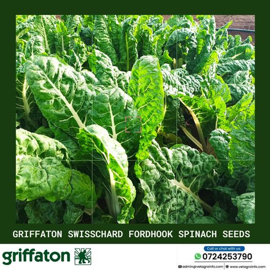 Griffatonseeds's tweet photo. Are you looking for spinach seeds?
We have Swisschard Fordhook Giant Variety
Maturity period-75 days
Call us or WhatsApp us at 0724253790
#farmingkenya #seedskenya #griffaton https://t.co/Kg28Q0Kak9