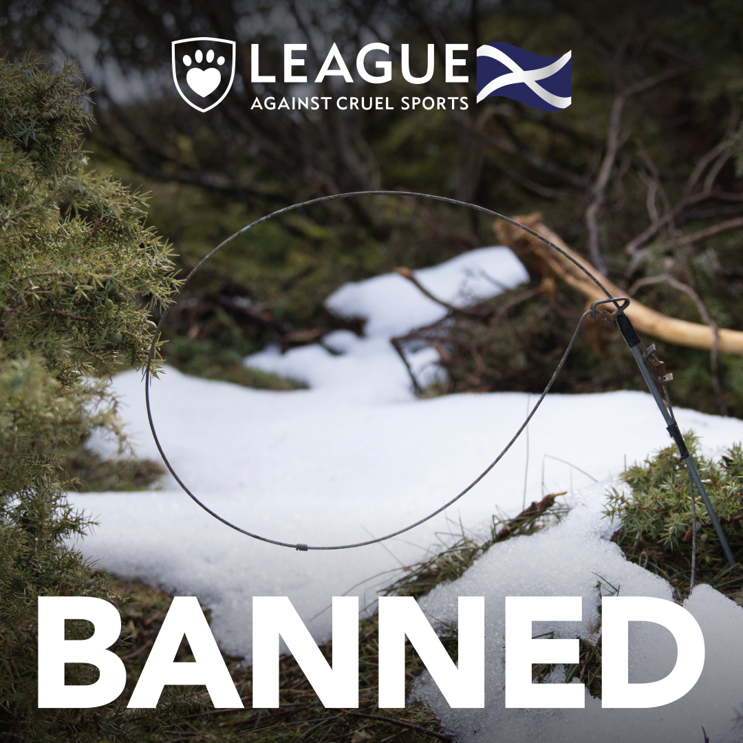 Today the full ban on snares has come into force! 

The League and fellow orgs have been campaigning for this for many years and we are delighted that <a href="/scotgov/">Scottish Government</a> has put this landmark legislation in place.

Well done to everyone involved in securing this ban.