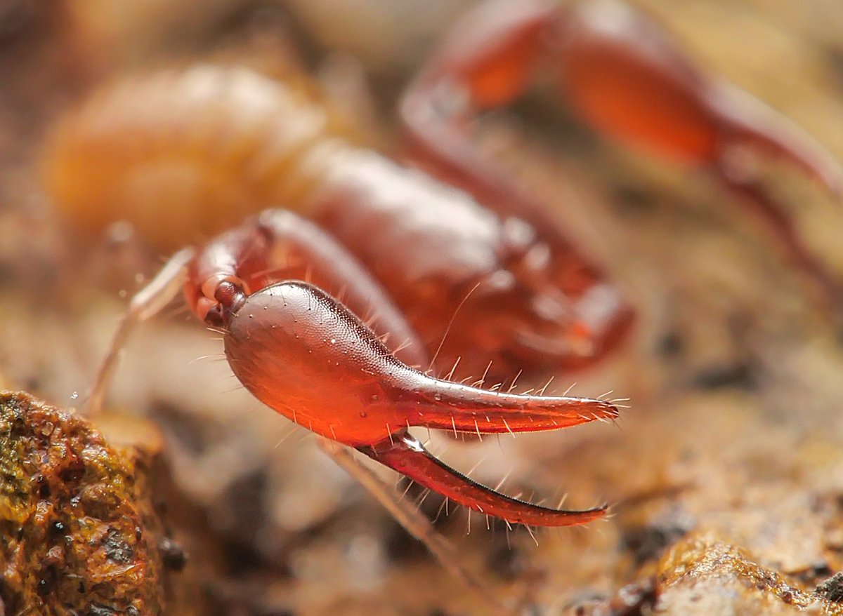 100legs_NP's tweet photo. 和歌山で見つけたこのカニムシはハサミの先端に毒腺を持つグループだよな？とハサミ(触肢)を透かせて撮ってみたら、先端へと伸びる筋が見えた。これが毒腺なのだろうか…
カメラで観ててけっこう大きいなと感じたので爪の上に乗せてみたけど、やっぱりカニムシだなあという大きさであった。 https://t.co/mr1U5ppq4g