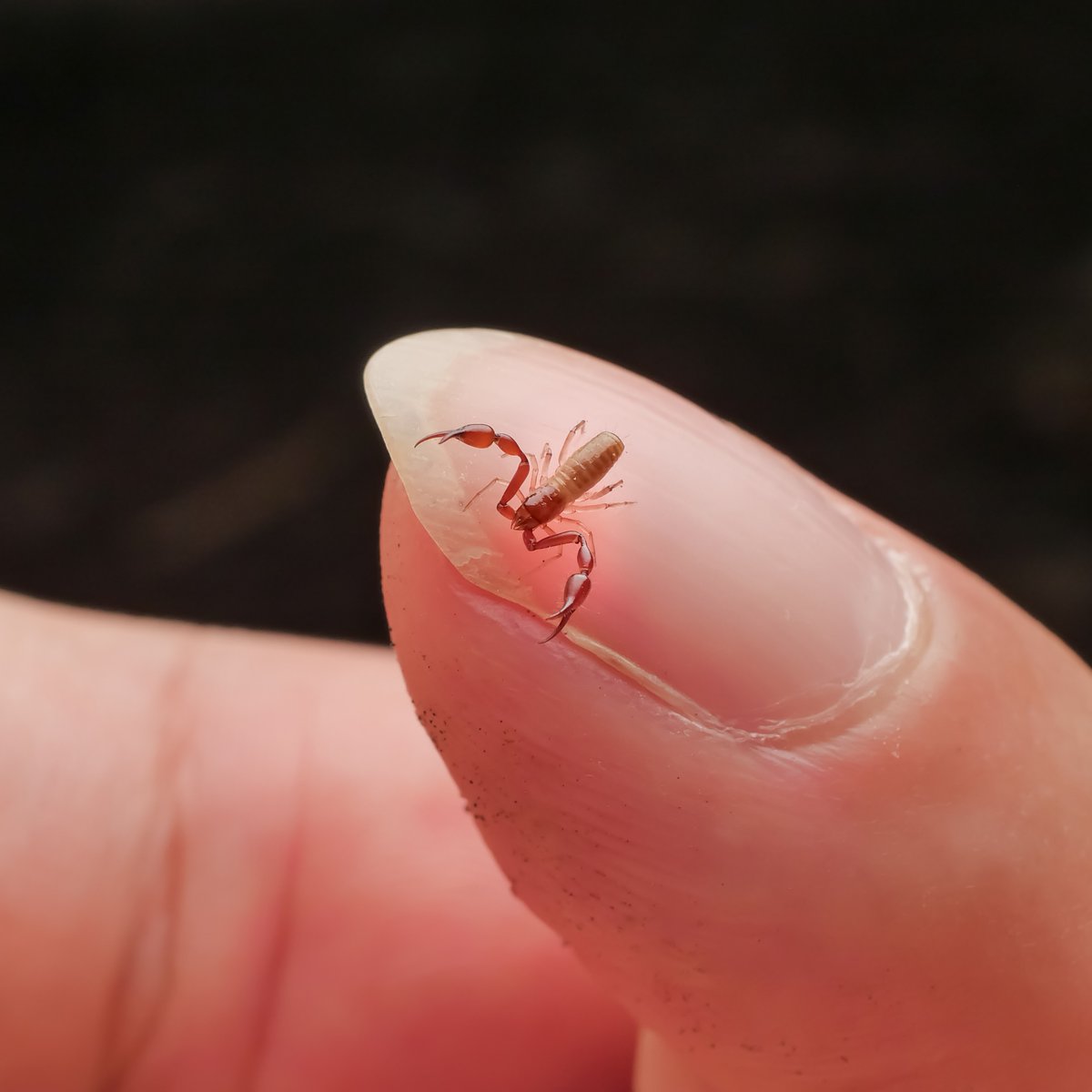 100legs_NP's tweet photo. 和歌山で見つけたこのカニムシはハサミの先端に毒腺を持つグループだよな？とハサミ(触肢)を透かせて撮ってみたら、先端へと伸びる筋が見えた。これが毒腺なのだろうか…
カメラで観ててけっこう大きいなと感じたので爪の上に乗せてみたけど、やっぱりカニムシだなあという大きさであった。 https://t.co/mr1U5ppq4g