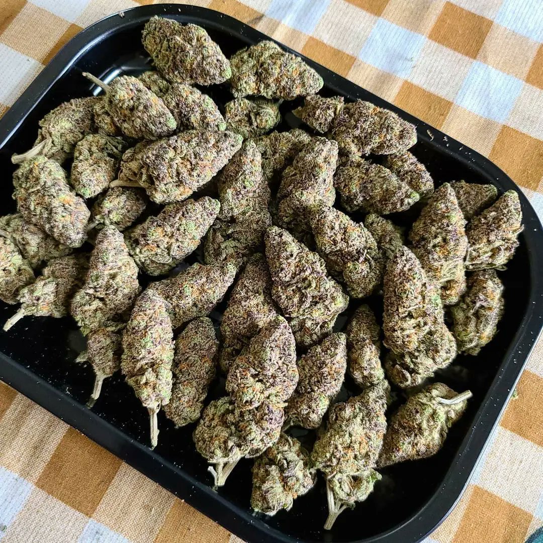 Royal Queen Seeds tweet media