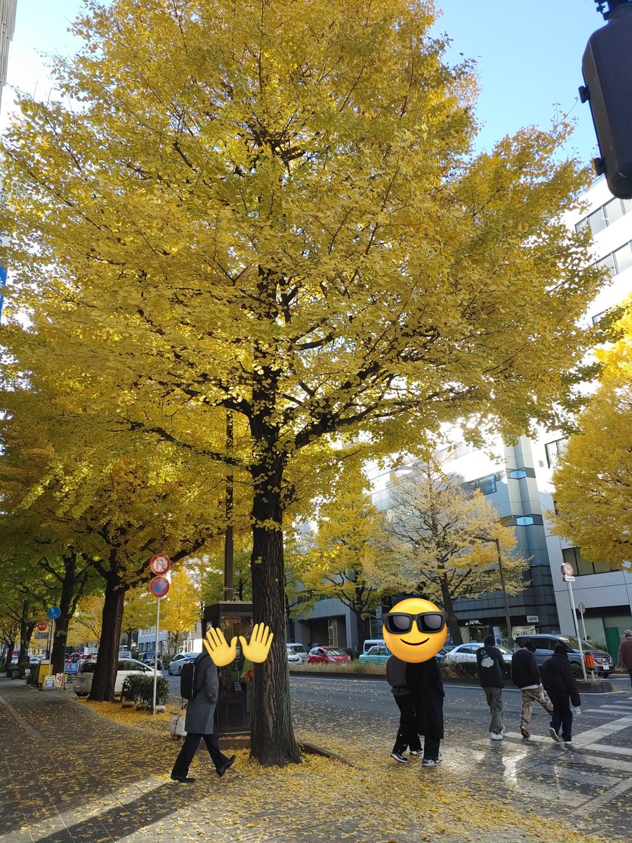 仙台駅前はイチョウが真っ黄色に

落葉が進み、自転車漕いでたら知らない間にイチョウの葉っぱが前カゴに3枚入ってました！