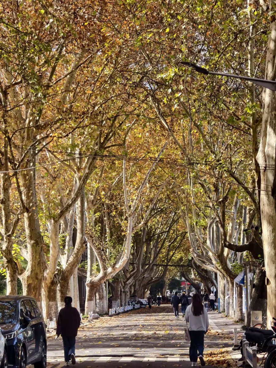 return0214cool's tweet photo. 🍂落叶🍂 https://t.co/25kJmq8607