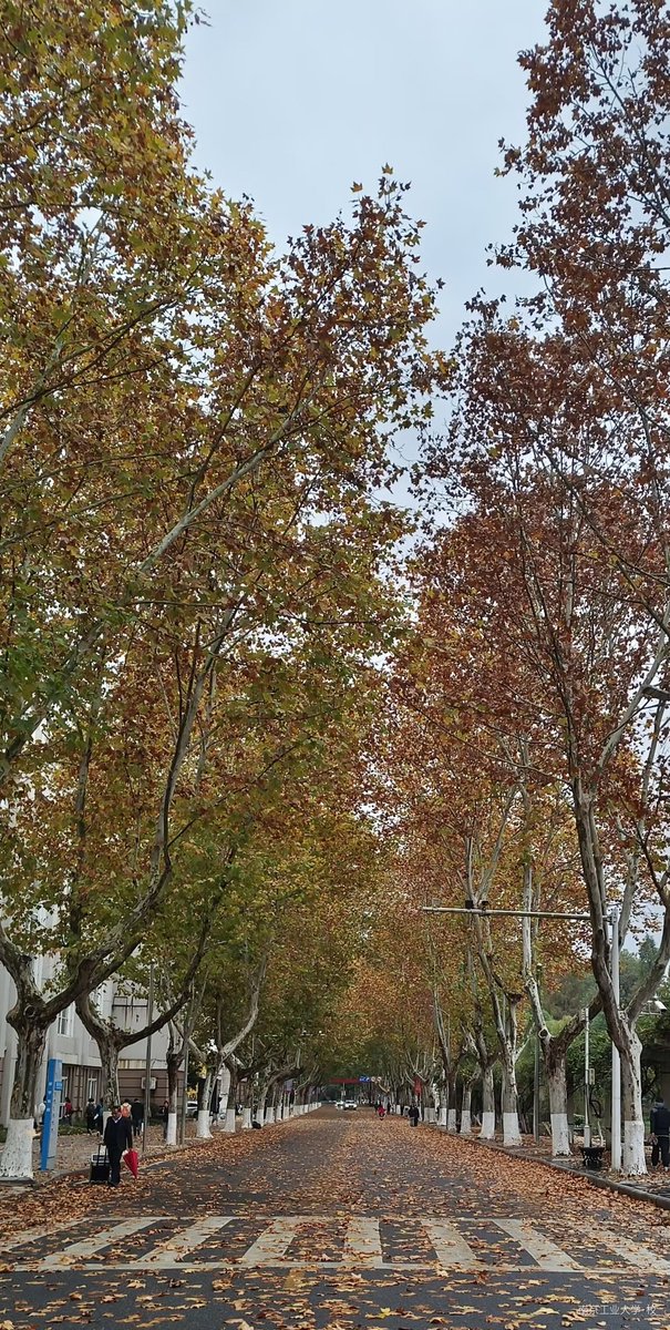 return0214cool's tweet photo. 🍂落叶🍂 https://t.co/25kJmq8607