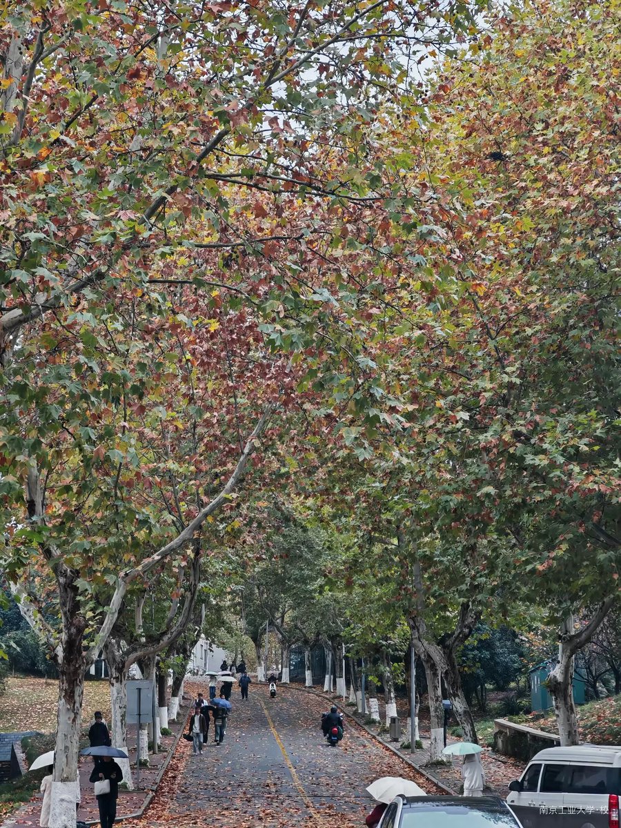 return0214cool's tweet photo. 🍂落叶🍂 https://t.co/25kJmq8607