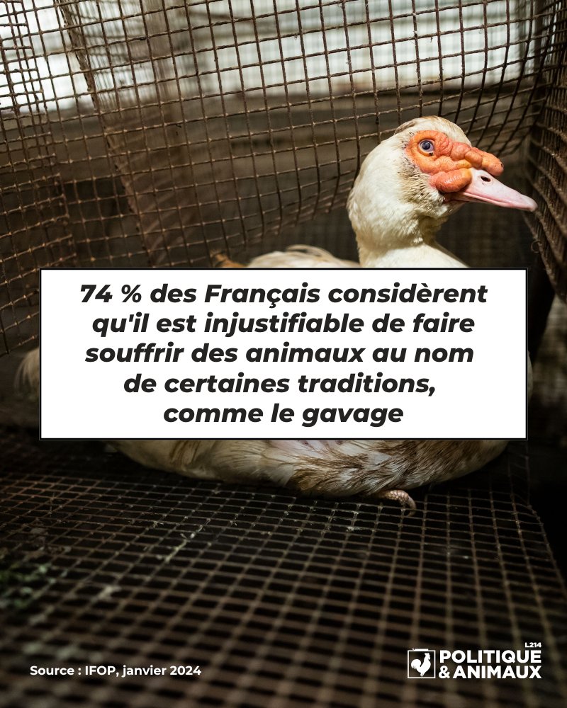 Aujourd’hui, c’est la Journée mondiale contre le foie gras.

📊74 % des Français considèrent qu'il est injustifiable de faire souffrir des animaux au nom de certaines traditions, comme le gavage.

Et vous ?👉 bit.ly/3CISPbC