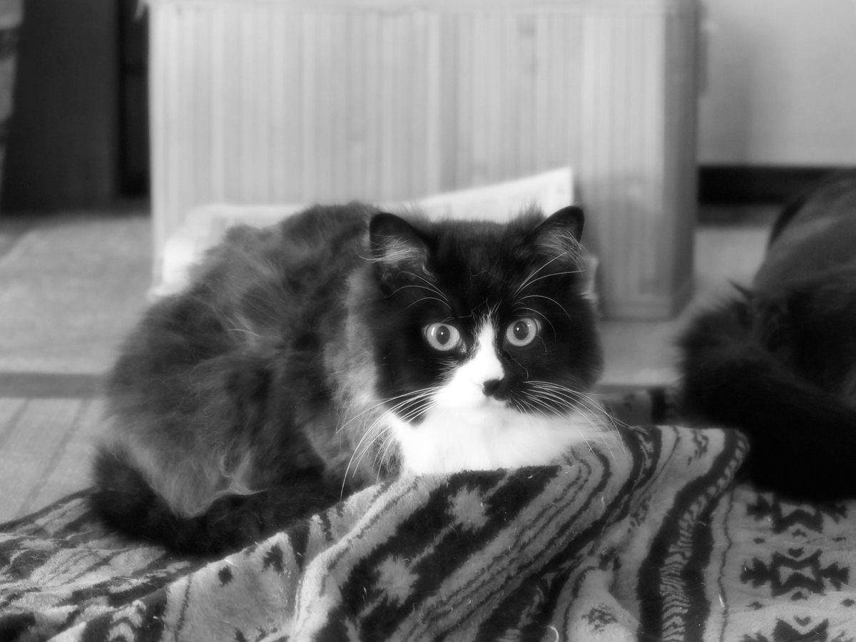 Moonstone tweet media