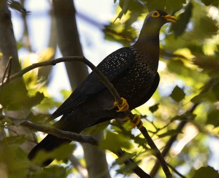 acus_uganda's tweet photo. Bird of the Day; The Rameron Pigeon
Characterised by its, grey head, and bright yellow feet, bill, and eye ring. Commonly seen in forest, plantations, woodlands and restricted to high and middle altitudes. It's uniqueness lies in its bright yellow bare parts. #ACUS https://t.co/phsOzokN84