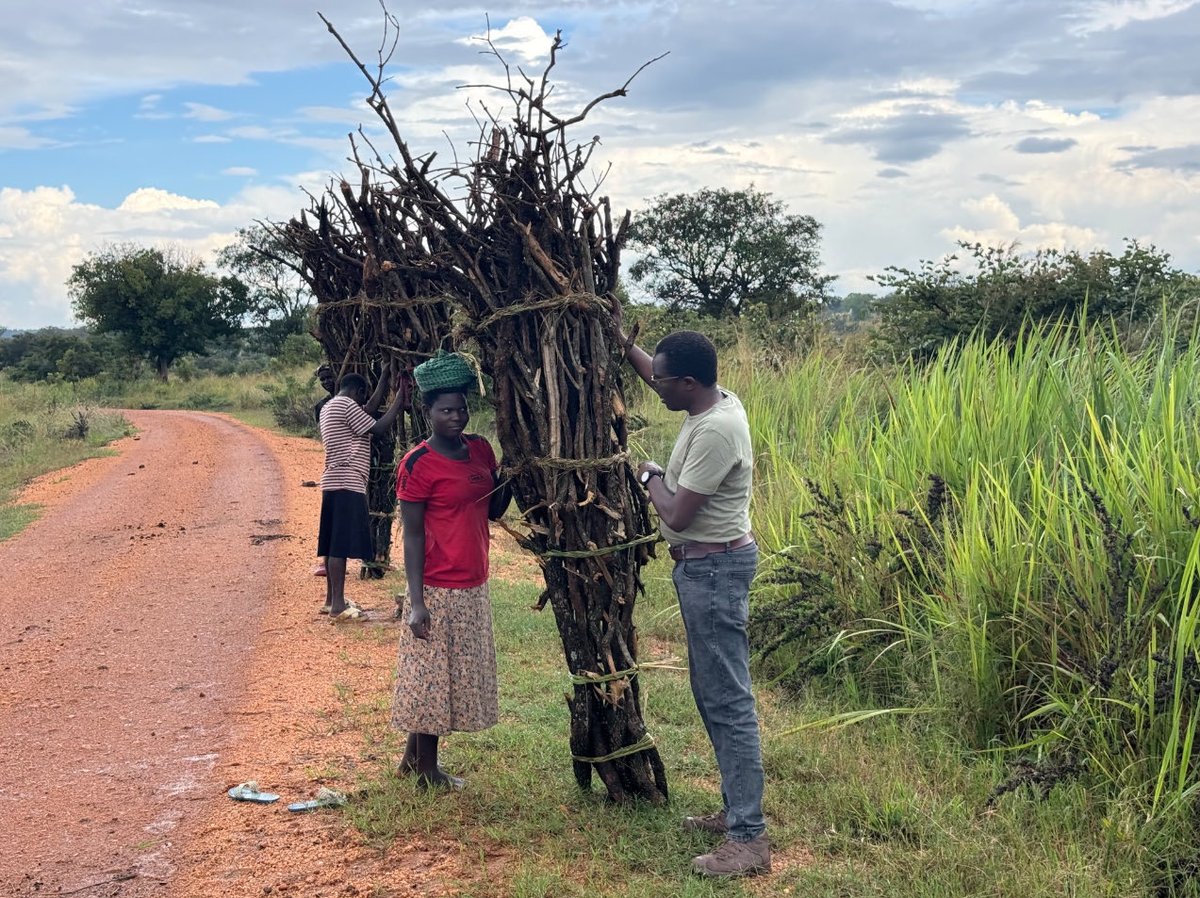 Charles Odongtho (@codongtho) on Twitter photo Very interesting Minister! Hon <a href="/KennethOmona/">Dr Kenneth Omona Olusegun</a>, Minister of State Northern Uganda, <a href="/OPMUganda/">Office of the Prime Minister - Uganda</a>, stops to assist ladies carrying heavy loads of firewood on their heads. Hon,this should be the beginning of getting our people out of their state; charcoal burning! May God bless you sir! Very interesting Minister! Hon <a href="/KennethOmona/">Dr Kenneth Omona Olusegun</a>, Minister of State Northern Uganda, <a href="/OPMUganda/">Office of the Prime Minister - Uganda</a>, stops to assist ladies carrying heavy loads of firewood on their heads. Hon,this should be the beginning of getting our people out of their state; charcoal burning! May God bless you sir!
