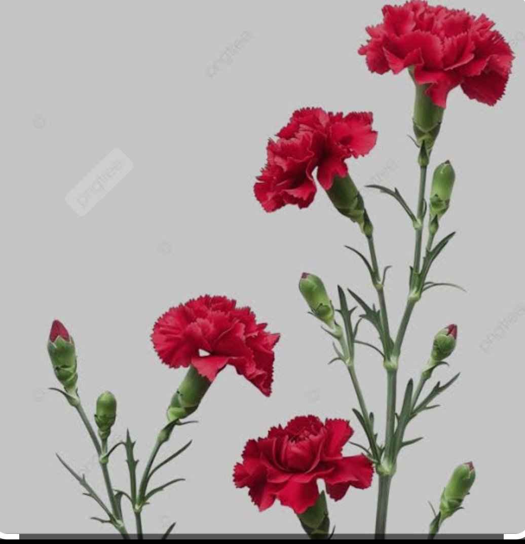 dgrdygkutay's tweet photo. Hanım #KADIN olmak ya da #edepli olmak
Kime yada neye göre
Hanım olmanın standardını kim belirliyor Kimin kurallarına uygun yaşarsak hanım kadın sayılabiliyoruz
Insanları kalıplara sığdırma
kahrolası standart #insan yaratma çabanız neden
#KadinaSiddeteHayir
#25Kasım https://t.co/2EeHD0ypOS