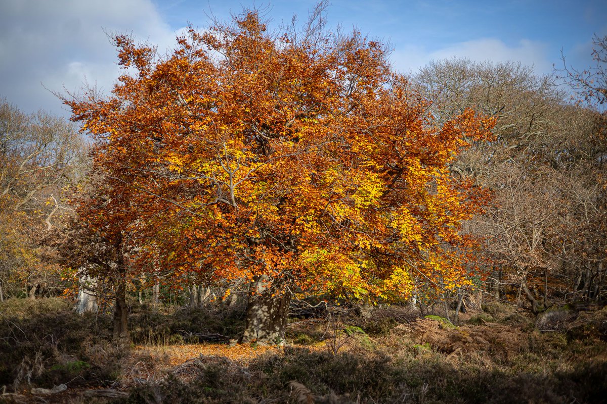 We're open! 🌳 Following a full safety inspection, Burnham Beeches has now reopened to visitors. Thank you for your patience and understanding over the past few days. We're excited to welcome you back to enjoy the beauty of the reserve. Stay safe and have a great visit!
