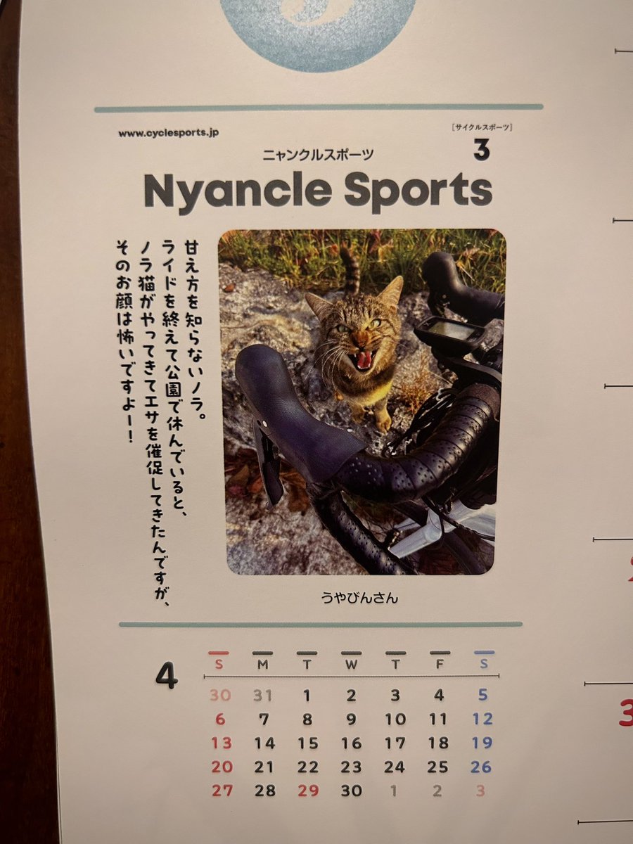 uyabin's tweet photo. ニャンクルスポーツ(Cycle Sportsの2025カレンダー3月)に掲載されました☺️

#サイスポ　#サイクルスポーツ #ニャンクルスポーツ https://t.co/YAD9aNoiVI