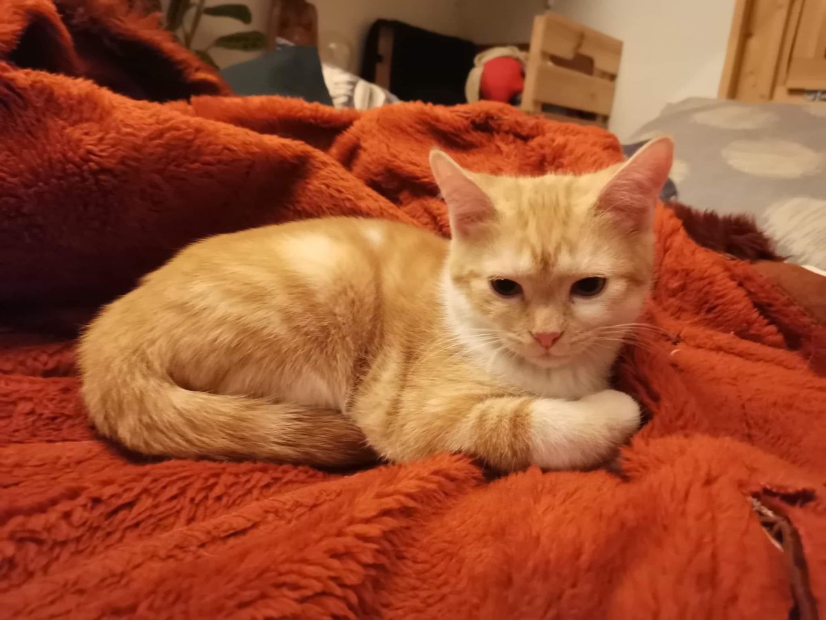 snugflag 🇧🇪 tweet media