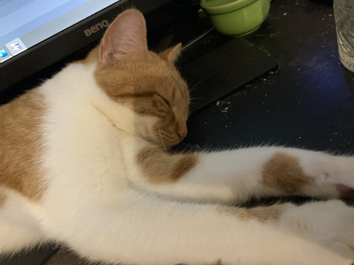 snugflag 🇧🇪 tweet media