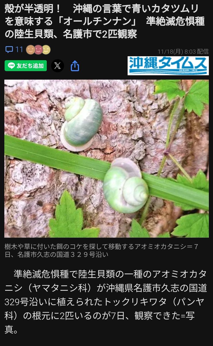 いっさく氏が 那覇市識名 大石公園 裏で
発見したと思われる
準絶滅危惧のオールチンナン
#YUNTAKU新聞