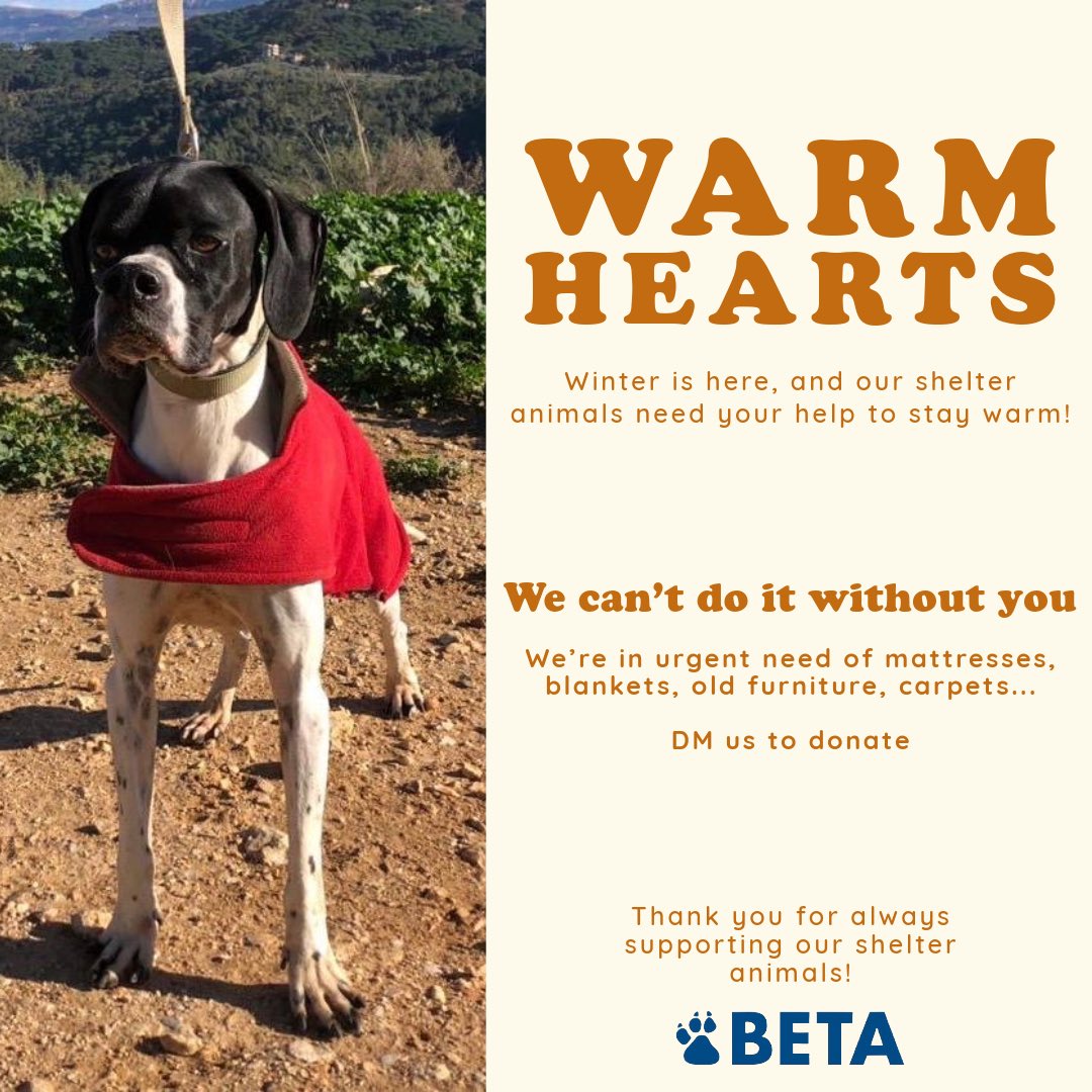 BETALebanon's tweet photo. “Help Us Keep Them Warm This Winter ❄️🐾”
Your old blankets, mattresses, carpets, and furniture could mean the difference between a shivering night and a warm, safe one. Each donation brings them closer to the warmth and love they deserve ❤️

Every little bit helps 🙏🏼🤍 https://t.co/R32tnc9cnB