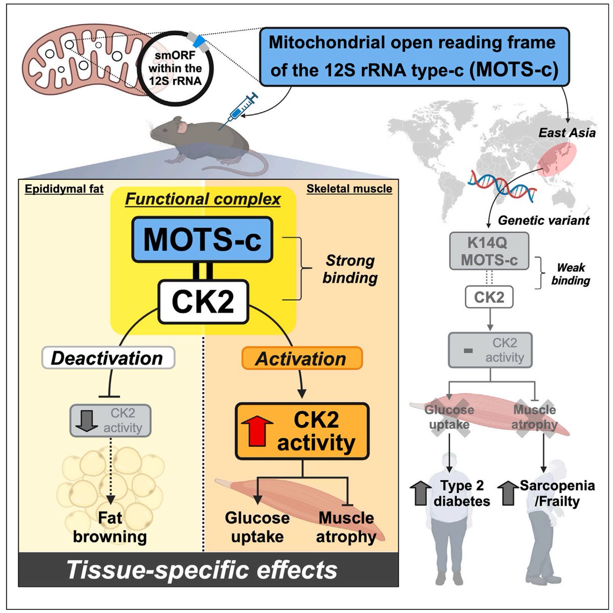 Catalina Vasilescu, PhD (@_cvasilescu) on Twitter photo It's something for everyone among last week's publications on #mitochondrialdisease research: genetics, disease mechanisms, treatment evaluations, physiology, biochemistry, neuroscience, and computational approaches. <a href="/Bims_BiomedNews/">Bims: Biomed News</a> <a href="/gavinmcstay2/">Gavin McStay</a>
biomed.news/bims-mitdis/20… It's something for everyone among last week's publications on #mitochondrialdisease research: genetics, disease mechanisms, treatment evaluations, physiology, biochemistry, neuroscience, and computational approaches. <a href="/Bims_BiomedNews/">Bims: Biomed News</a> <a href="/gavinmcstay2/">Gavin McStay</a>
biomed.news/bims-mitdis/20…