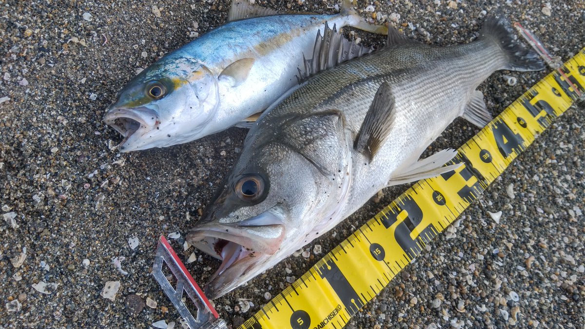 TaroTaro_2720's tweet photo. 本日の釣果。
背っぱりの美形シーバスと、私の地元では稀なヒラマサの幼魚。
死んだ魚のような目をしているが、死んでいる。
このところ釣った魚を食したい気分なので…。

#釣り #釣り好きな人と繋がりたい #シーバス #シマノ #ダイワ #shimano #daiwa #reath #fishing https://t.co/q2bDr3eTGz