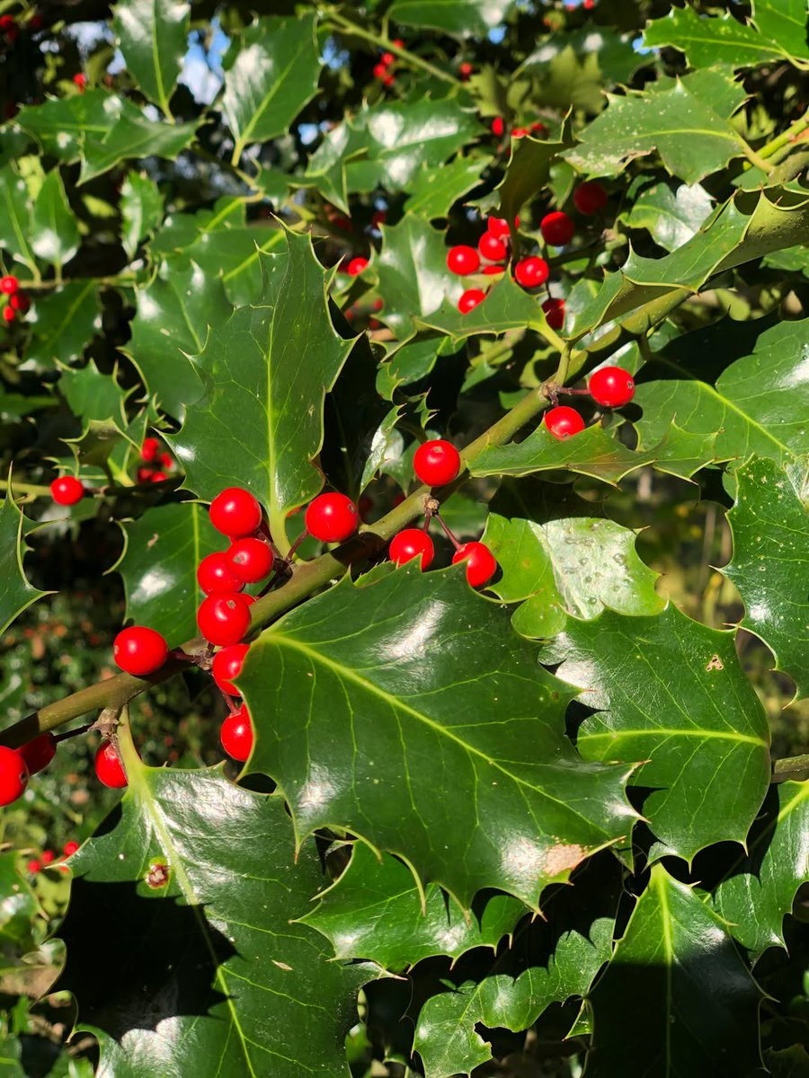 🎄 Noël est dans un mois ! En quête d'idées ? 💡
Nous vous avons concocté de jolies cartes cadeaux : un savoureux repas, un pass annuel pour une année de surprises, ou la vie de château avec notre hôtel 4 étoiles... 🎁 A découvrir sur notre site : chateaudurivau.com/fr/cartes-cade…