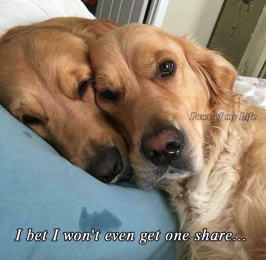 _XDogs's tweet image. Our golden has terminal lymphoma and my wife said yesterday was a bad day for him. This is how I found him and his sister when I got home from work.." Don't scroll without sending them some love !!!