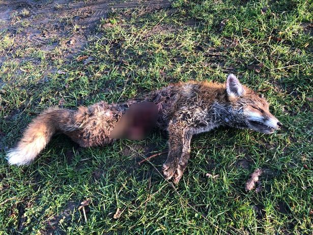 Two decades after the Hunting Act, foxes are still torn apart by hounds due to loopholes like “trail hunting.” Nearly 1,400 incidents were reported last season. 

It’s time to strengthen the law and end this cruelty for good.