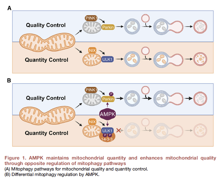 Nice preview article  on our work by Hui Jiang!
AMPK phophorylation of ULK1 and Parkin defines opposing roles in regulating distinct pathways for mitophagy.
doi.org/10.1016/j.molc…
<a href="/LabGanley/">Ganley Lab</a> <a href="/mrcppu/">MRC PPU</a> <a href="/LabSakamoto/">Sakamoto Lab</a> <a href="/Metabolcenter/">NNF Center for Basic Metabolic Research (CBMR)</a>