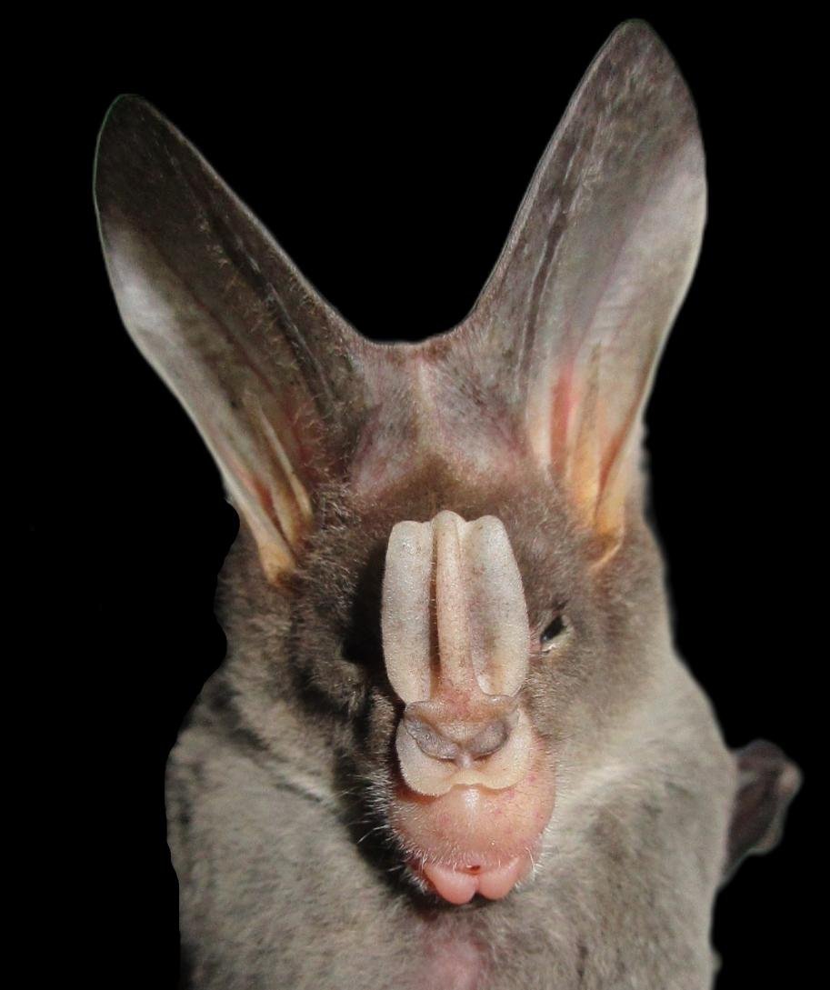 The rich limestone #karst landscape in Merapoh, Malaysia, harbours a high number of #bat species, with 865 individuals from 32 species recorded from eight caves. Read more about bat #biodiversity in the area here: doi.org/10.3897/BDJ.12…