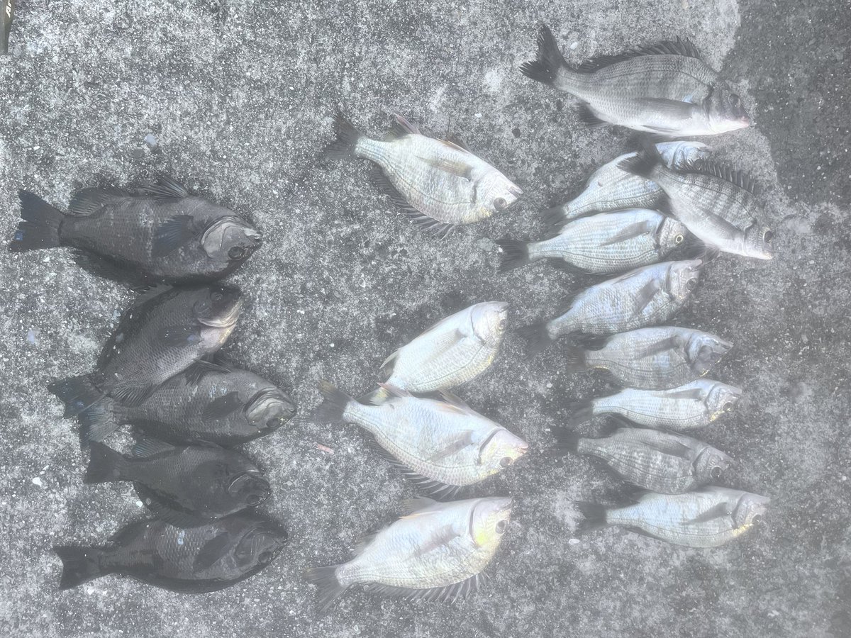 tekapu_twitch's tweet photo. 尼崎に初めて釣行。
穴場的釣り場で人はほぼ無し。
チヌ、グレ、キビレがまぁまぁ釣れた。
後、ボラ3匹。
ボラちゃんエサついてない針を食ってくるのやめてね。 https://t.co/zaY4xDbwy3