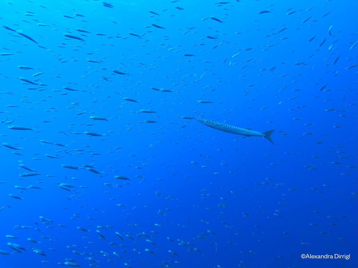 📣WE ARE HIRING! 

⚙️Tens experiència en administració i gestió? 
🌊T'interessa la mar i la conservació de la naturalesa?
🤸Vols formar part d'un equip dinàmic i dedicat a la protecció de la mar Balear?  

Aquesta feina pot ser per a tu!   
+info👇
t.ly/sx4NB