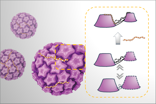 CSSB (@cssbhamburg) on Twitter photo <a href="/uetrechtlab/">Dynamics of viral Structures</a> and their collaborators at <a href="/uni_muenster/">Universität Münster</a>, <a href="/univgroningen/">University of Groningen</a> <a href="/Yuzhen_RUG/">Yuzhen</a> reveal key insights into the molecular interactions taking place during the initial steps of HPV infection.
Find out how glycans soften a virus by stabilizing structure: t1p.de/2zg7u <a href="/uetrechtlab/">Dynamics of viral Structures</a> and their collaborators at <a href="/uni_muenster/">Universität Münster</a>, <a href="/univgroningen/">University of Groningen</a> <a href="/Yuzhen_RUG/">Yuzhen</a> reveal key insights into the molecular interactions taking place during the initial steps of HPV infection.
Find out how glycans soften a virus by stabilizing structure: t1p.de/2zg7u