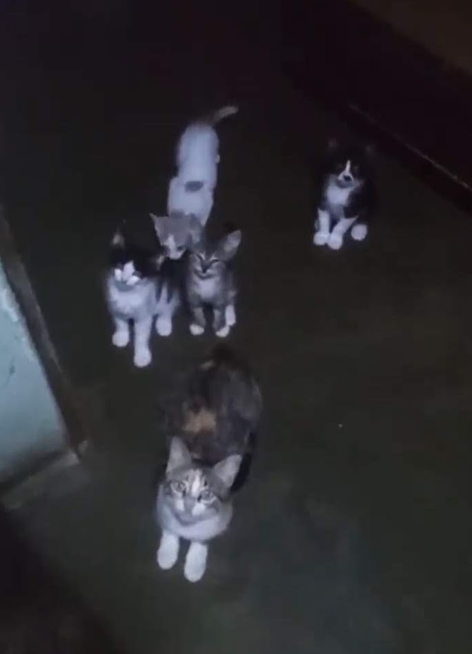 MirniaT's tweet photo. La gatica con 4 hijos que una rescatista de Barquisimeto casi me dijo tenlos aquí i q ya vengo. Todavía la estoy esperando. Arriba  hay un Dios. https://t.co/XIoSZa48s9