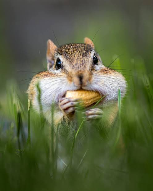 DigitalLor8412's tweet photo. Join PNUT the squirrel in cracking crypto mysteries, one nut at a time! 🐿️✨
@realDonaldTrump @elonmusk @ponkesol @ChillGuyToken @BarsikOnSolana

📜 Contract Address: J6zyPjD9QsxuLg4yVGpGjhX5116Zf5LXMHsP6GSUpump  
#Crypto #SPNUT #Blockchain #Innovation #SPNUT https://t.co/GByvV69AVs