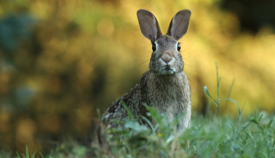 A new Research Highlight explores dynamic fine-tuning of anti-predator behaviour in snowshoe hares illustrates the context dependence of risk effects...🐰 
buff.ly/3ZbsY4U