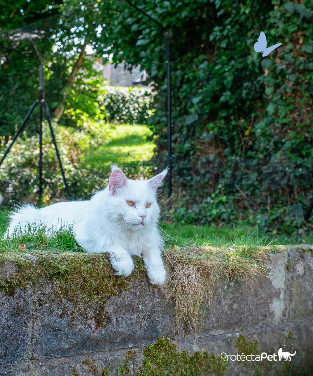 Maximus loves being outside with his 23 brothers and sisters inside their ProtectaPet Cat Enclosure! 😻 #KeepingCatsSafe