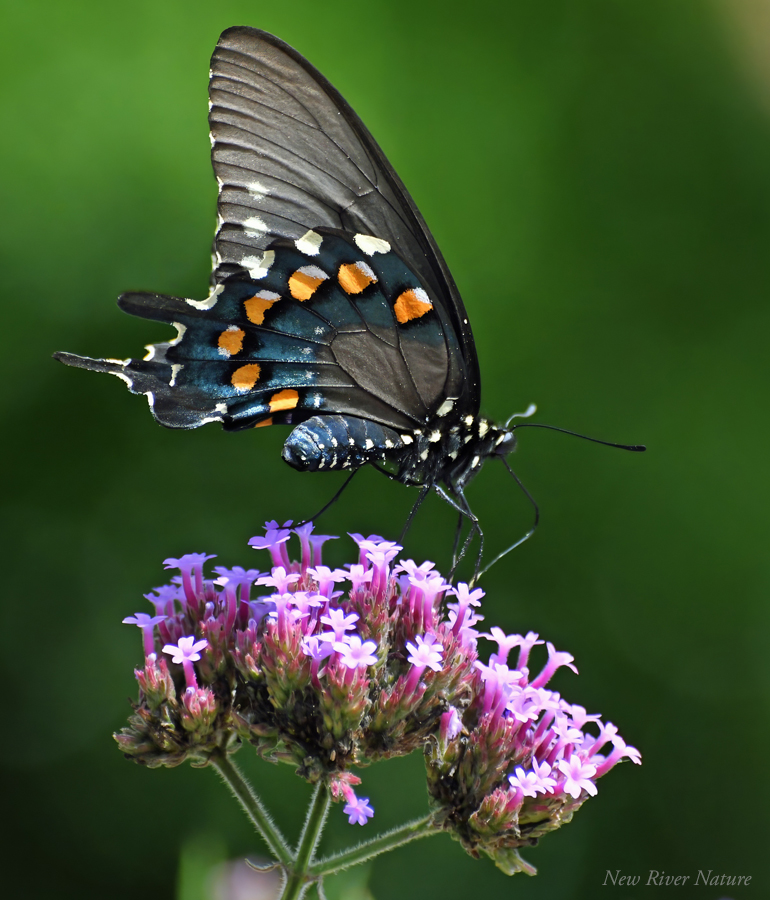 KerriFar's tweet photo. “The butterfly counts not months but moments, and has time enough.” — Rabindranath Tagore - #PipevineSwallowtail #Butterfly #ButterflyMoments #SummerMemory #NewRiverNature https://t.co/MYEBkZ0Yo2