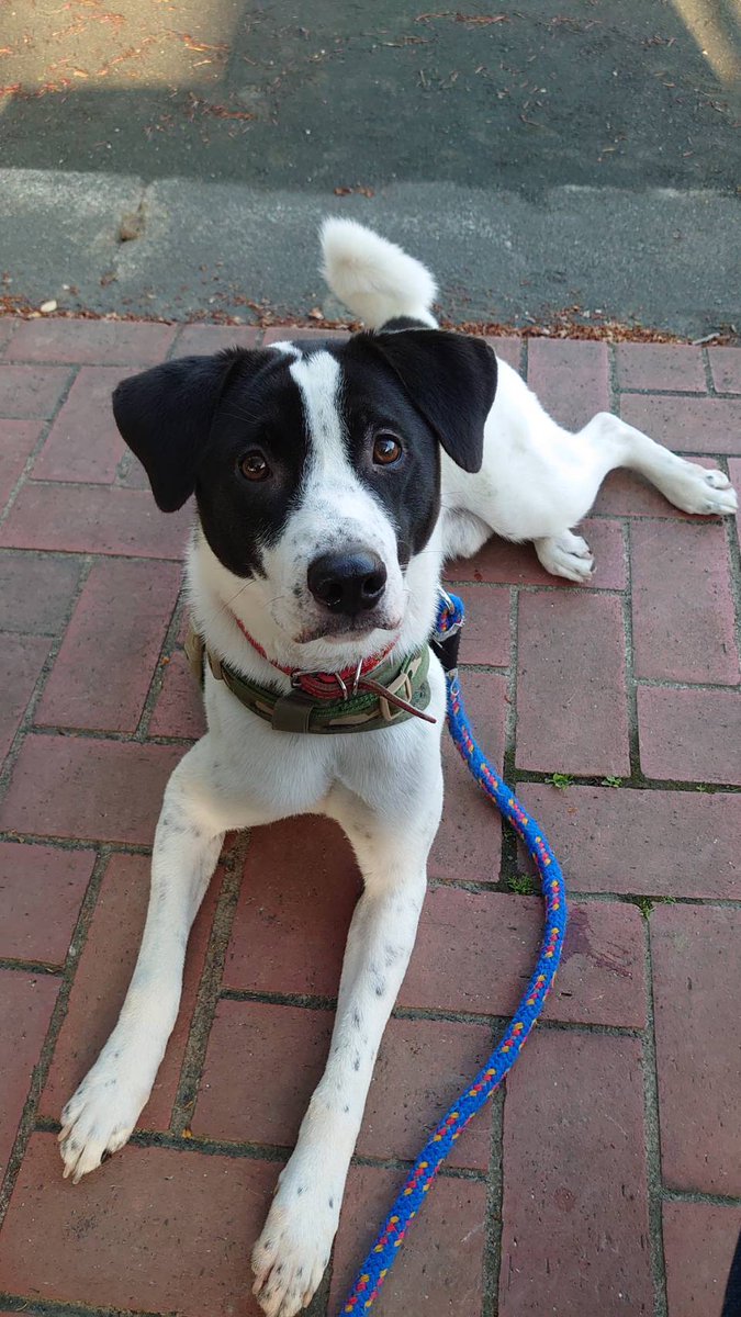 ARMY86203874's tweet image. まだ見つかりません。
「てく」と呼べばちゃんとわかります。
神奈川県横須賀市と神奈川県逗子市で目撃情報です。
見つけたら連絡お願いします。
#テク
#迷子犬
#白黒