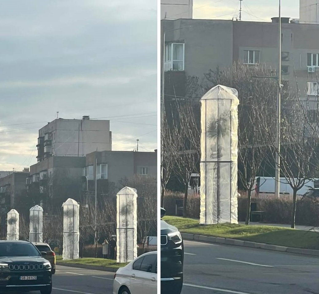 В Ужгороді утеплили на зиму пальми