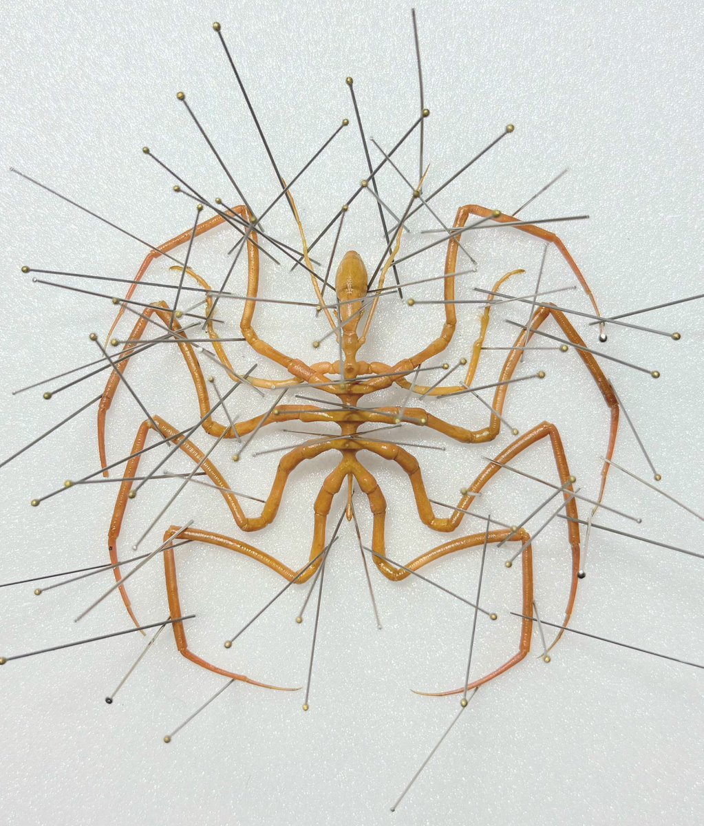 へみぷてらどーぷ tweet media