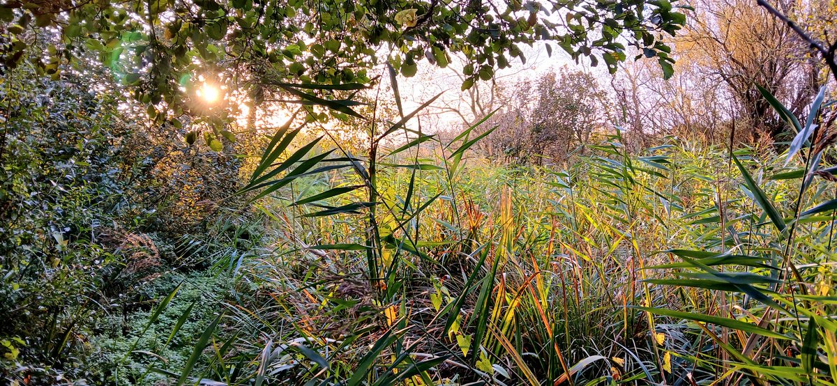 IN FOCUS OPTICS Event tomorrow 26th November Blashford Lakes <a href="/HantsIWWildlife/">Hampshire & Isle of Wight Wildlife Trust</a> @CHOG_birds 01225 891352  <a href="/opticronuk/">Opticron</a> <a href="/SwarovskiOptik/">SWAROVSKI OPTIK</a> <a href="/hawkeoptics/">Hawke Optics</a> <a href="/VortexOpticsUK/">Vortex Optics UK</a> <a href="/ZEISSBirding/">ZEISS Birding</a>