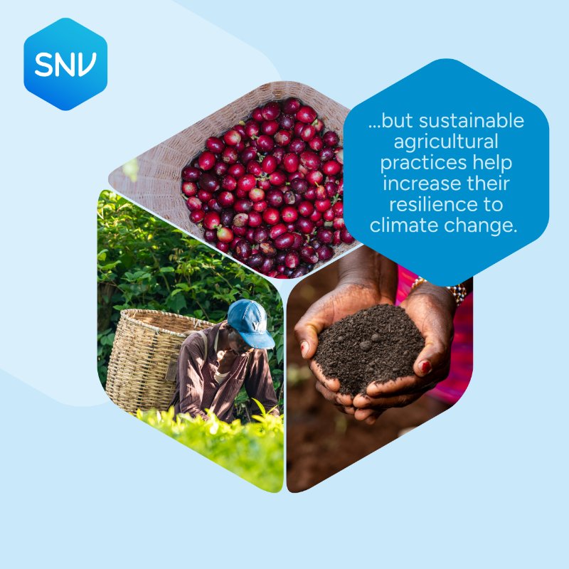 SNVworld's tweet photo. 🌾 Farmers are facing unpredictable weather, depleted soils &amp; growing risks to livelihoods &amp; food security.

At SNV, we work with farmers to build climate resilience through locally-led approaches.

Local action for global impact. #SNVImpactThatMatters

🔗 https://t.co/cFoBrt3OtG