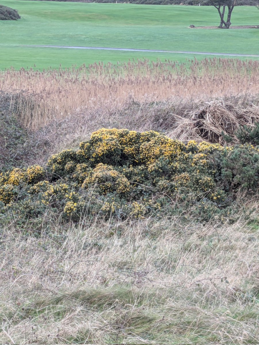 Olly Lynch Milner (@ol_lyncheco) on Twitter photo Gorse (Ulex spp) already showing bursts of yellow at Salthill, Co. Galway. Could it be Ulex galli (Western Gorse) Considering the flowering time, or is it a weird time for U. galli and U. europaeus? Couldn't get closer, on a golf course! <a href="/BSBI_Ireland/">BSBI Ireland</a> <a href="/BSBIbotany/">BSBI: Botanical Society of Britain & Ireland</a> <a href="/wildflower_hour/">wildflowerhour</a> Gorse (Ulex spp) already showing bursts of yellow at Salthill, Co. Galway. Could it be Ulex galli (Western Gorse) Considering the flowering time, or is it a weird time for U. galli and U. europaeus? Couldn't get closer, on a golf course! <a href="/BSBI_Ireland/">BSBI Ireland</a> <a href="/BSBIbotany/">BSBI: Botanical Society of Britain & Ireland</a> <a href="/wildflower_hour/">wildflowerhour</a>