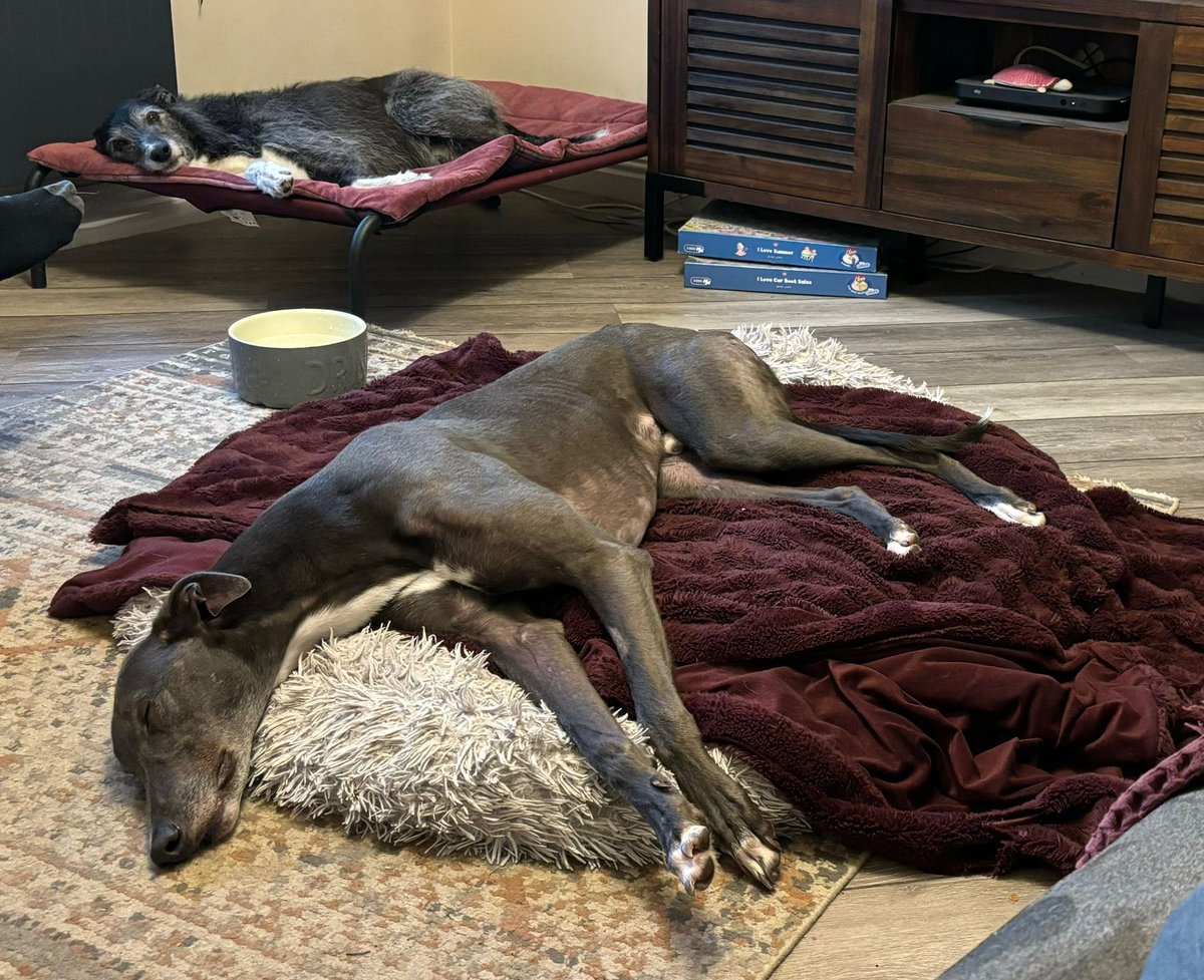 JubileeKennels's tweet photo. We were made up a couple of weeks ago to complete another adoption through Cumbria @greyhoundtrust as #FoyleBridge found his forever home!
He went off to join Kay, Jonathan, their two lurchers and Grace the greyhound in Whitehaven and settled in really well, probably one of the easiest homings we’ve done!
Kay kindly sent us a video a couple of days ago of he and Grace doing some zoomies in their local enclosed paddock and they looked like they’ve taken to each other superbly!
If you’ve been considering homing an ex racing greyhound and are based in Northern England or Southern Scotland you can see details on our dogs and branch 👇🏻
https://t.co/LoM0IHAeHD
📞/📱 07891663814
📧 Cumbria@greyhoundtrust.org.uk