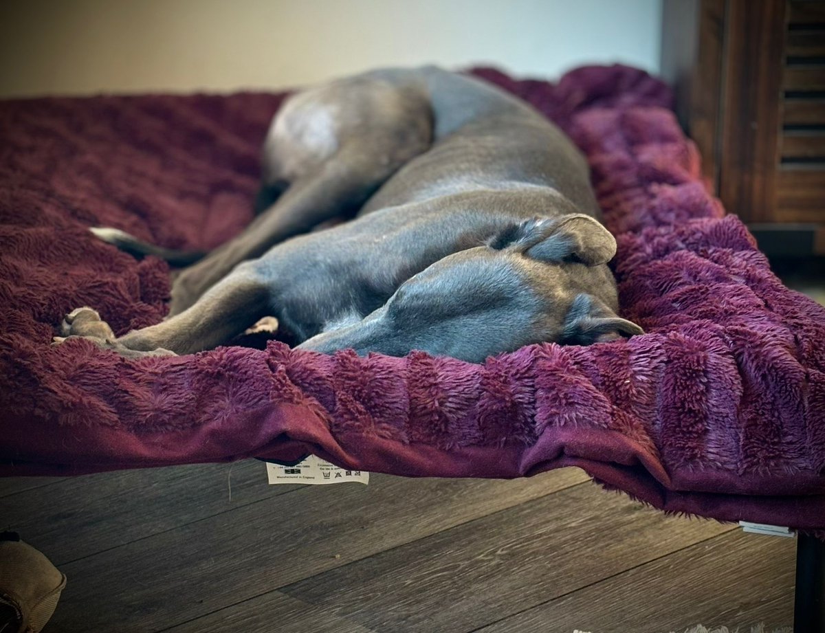 JubileeKennels's tweet photo. We were made up a couple of weeks ago to complete another adoption through Cumbria @greyhoundtrust as #FoyleBridge found his forever home!
He went off to join Kay, Jonathan, their two lurchers and Grace the greyhound in Whitehaven and settled in really well, probably one of the easiest homings we’ve done!
Kay kindly sent us a video a couple of days ago of he and Grace doing some zoomies in their local enclosed paddock and they looked like they’ve taken to each other superbly!
If you’ve been considering homing an ex racing greyhound and are based in Northern England or Southern Scotland you can see details on our dogs and branch 👇🏻
https://t.co/LoM0IHAeHD
📞/📱 07891663814
📧 Cumbria@greyhoundtrust.org.uk