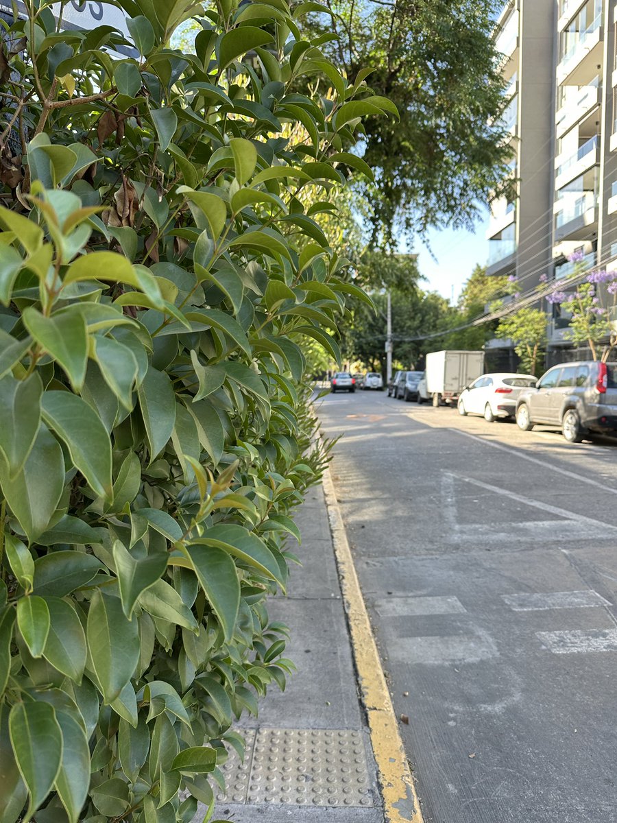 CoteAlcazar's tweet photo. Pueden podar? No cabe la gente en la vereda de calle la niña con martin de zamora @Muni_LasCondes https://t.co/VRd5hUUtK7
