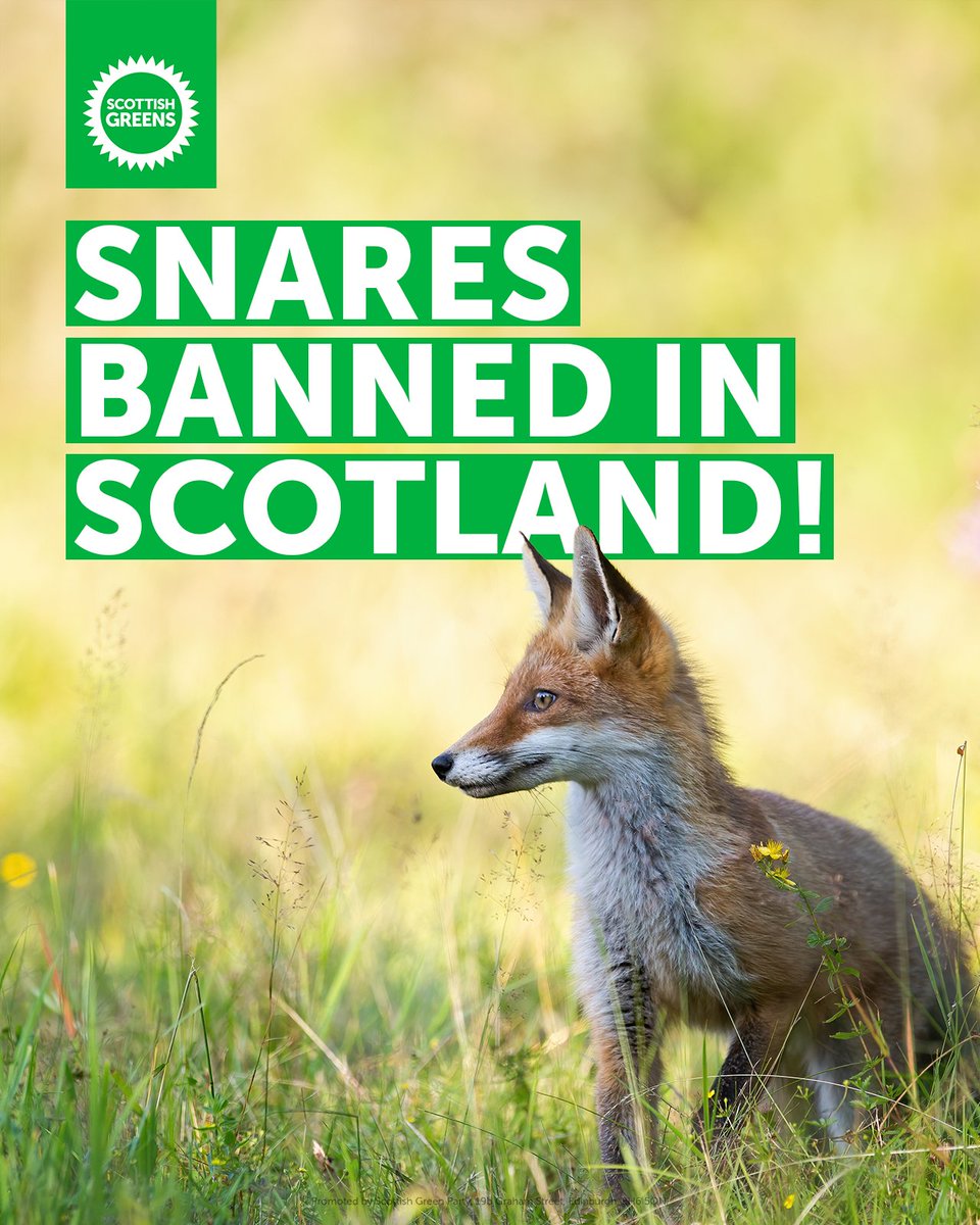 🦊Snare traps are cruel and inhumane.

🏴󠁧󠁢󠁳󠁣󠁴󠁿From today, they are BANNED in Scotland.

🟢Greens won this crucial ban in parliament.