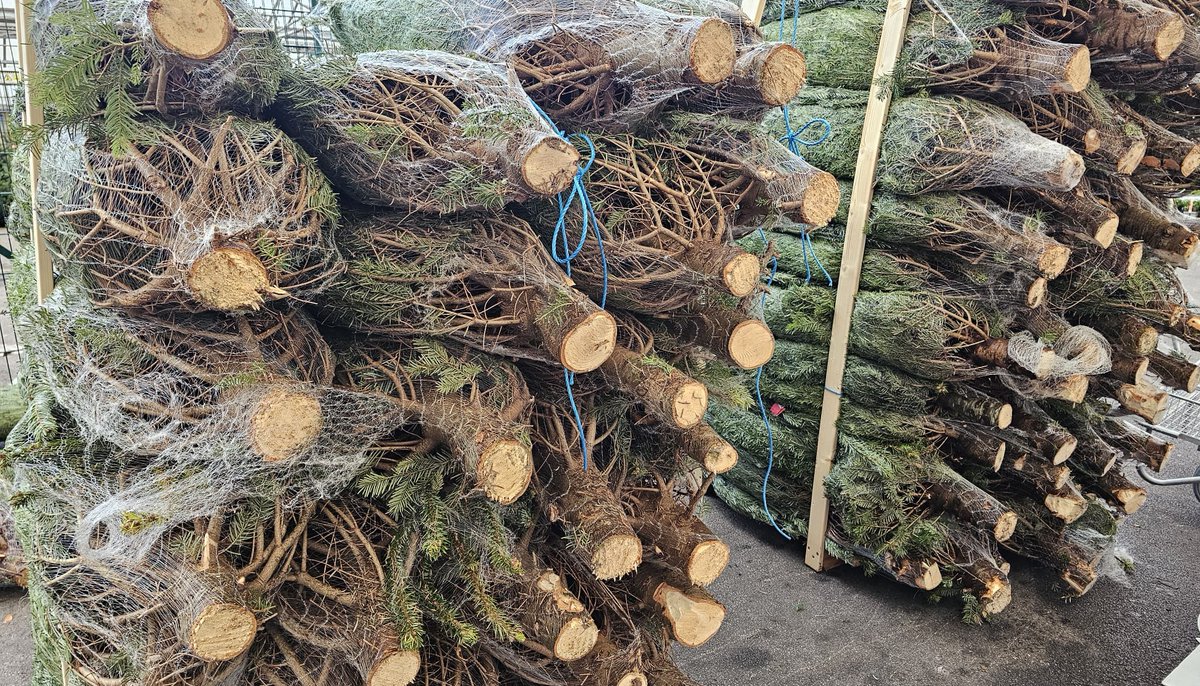 WoodbankGarden's tweet photo. ๐Real Christmas Trees Now Available ๐
That smell of fresh-cut pine trees has arrived at Woodbank๐๐
Our fresh-cut Nordmann real Christmas trees are now in stock,
with sizes to suit every home (5ft-10ft).ย
#christmas #christmastree #realxmastree #realchristmastree #xmas2024 https://t.co/y53yNn8gsI
