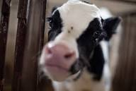 this is what innocence looks like..food is grown not born.. #Vegan